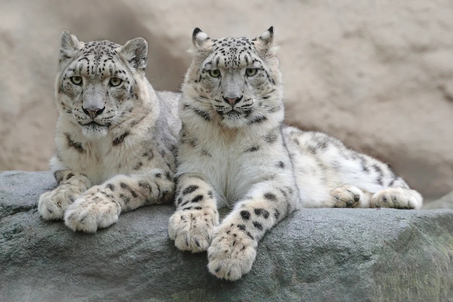 Lumeleopardid. Pilt on illustreeriv.