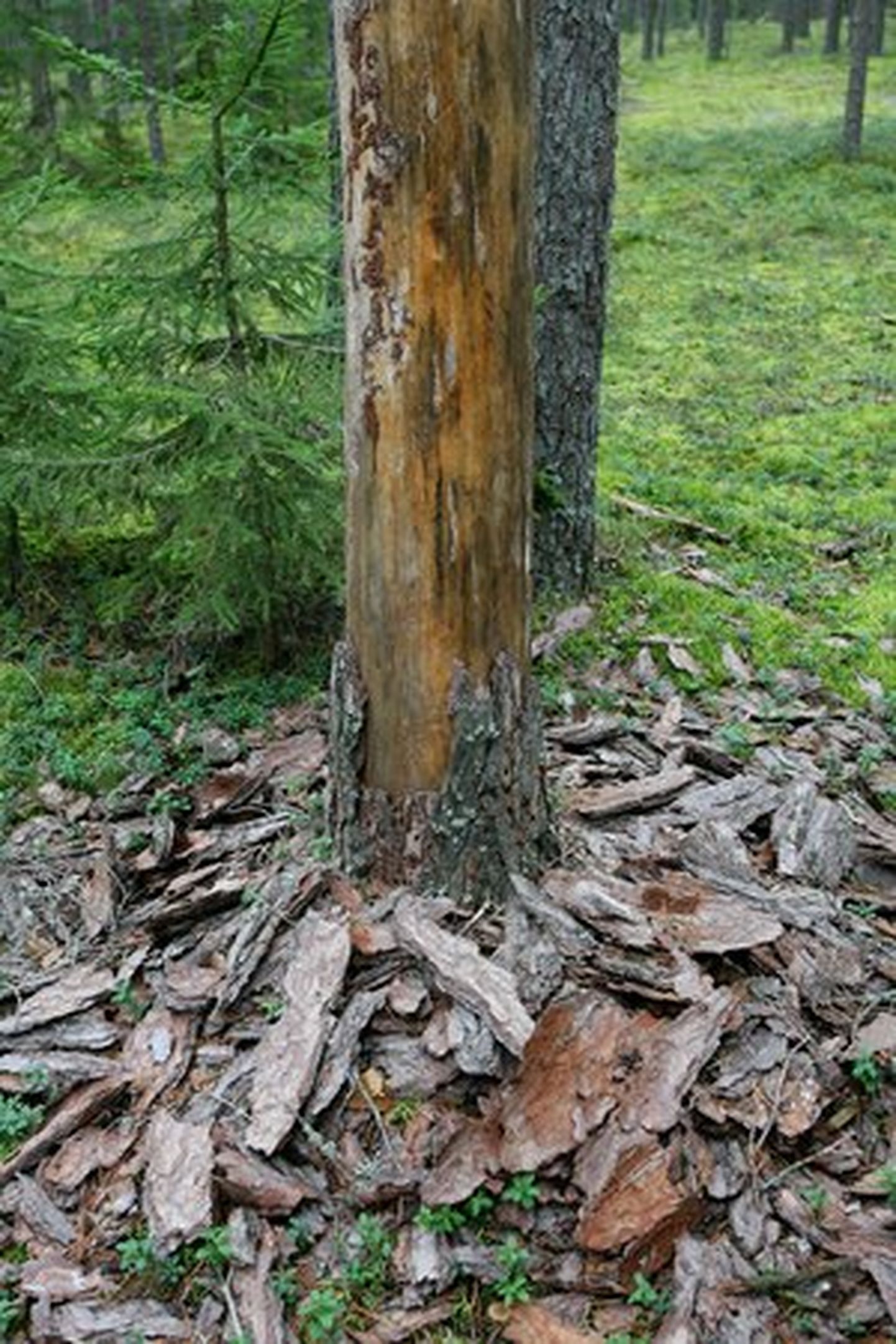 Aasta tegematajätmiseks nimetasid metsaomanikud riigipoolse pika vaate puudumise metsakahjustuste seire korraldamisel ja kaitsealadel levivate üraskikahjude ignoreerimise.