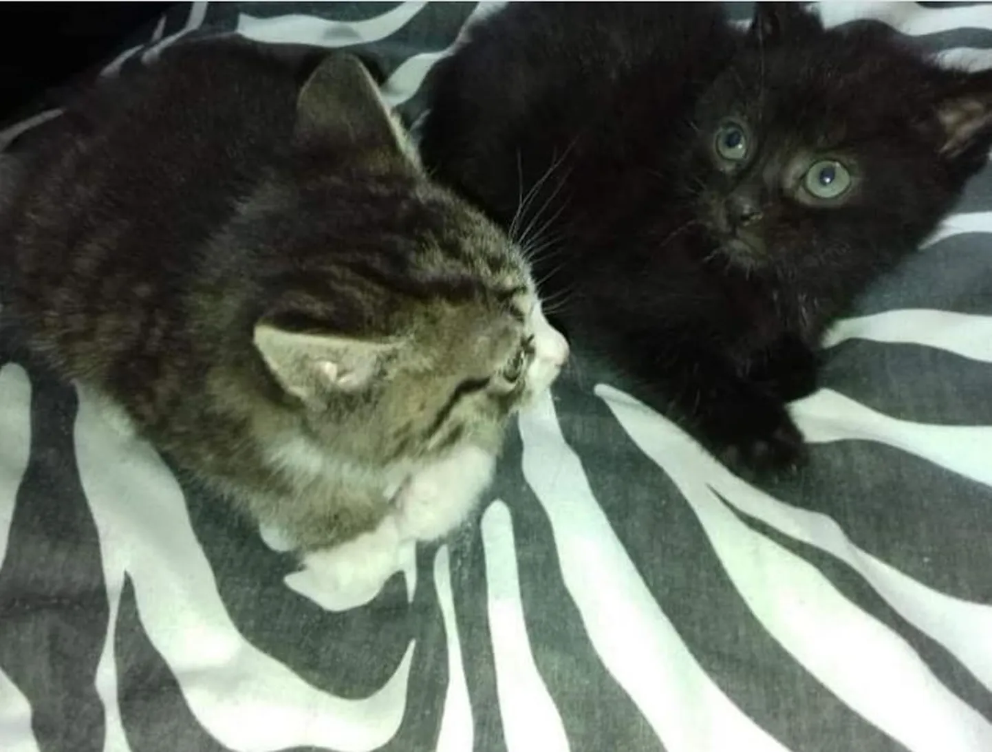 Котята.