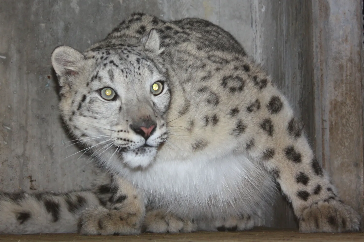 Lumeleopard Deli