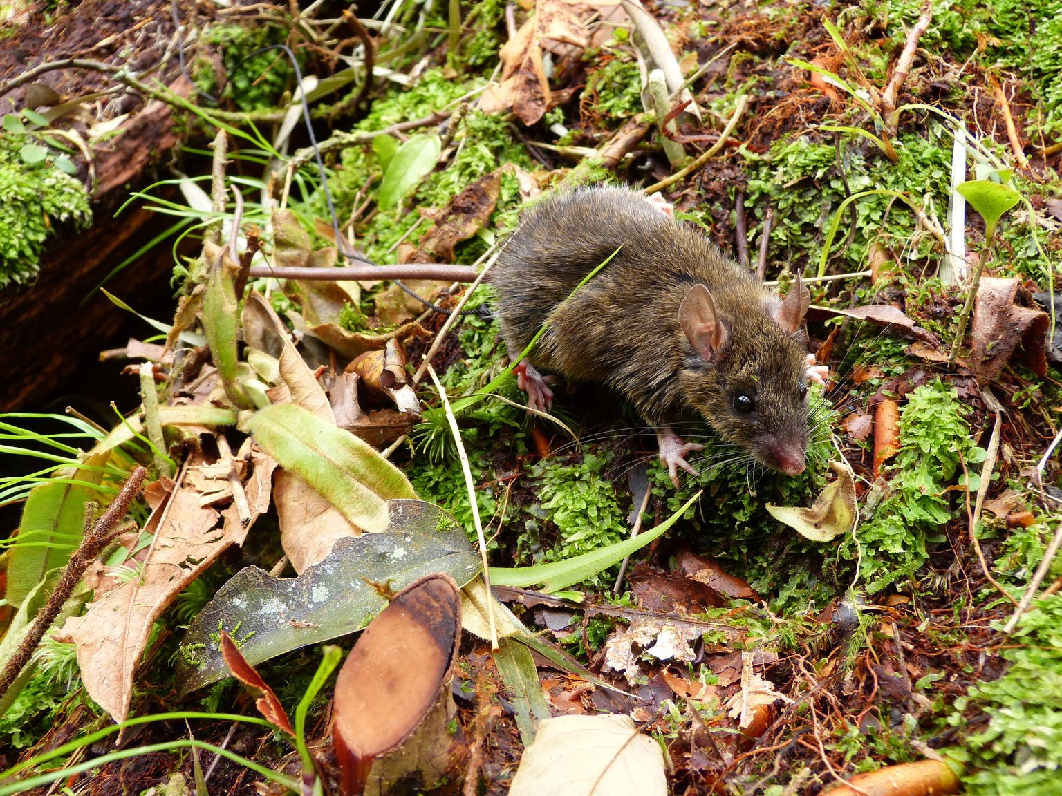 Mindoro saare hiired arenesid välja palju väiksemal alal kui bioloogid võimalikuks pidasid