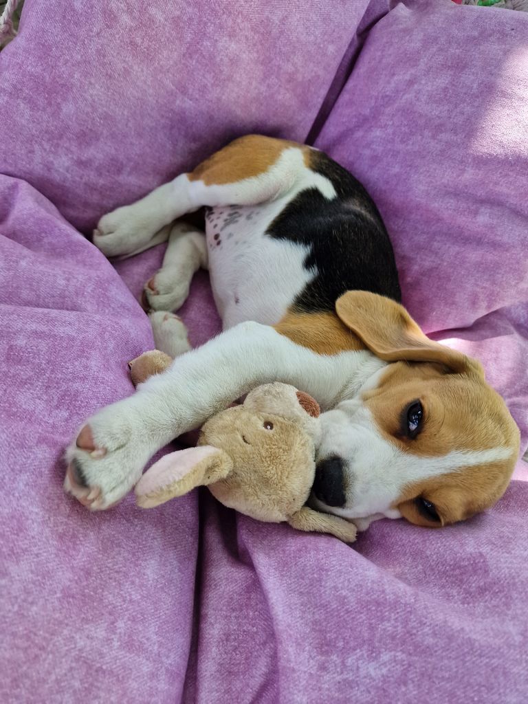 Kolme kuune beagle Roosi naudib hea meelega rippkiiges õhuvanne, magab iluund ja teeb aiavalvet, et ükski kass ta valvsa pilgu alla ei tuleks. Rohkem tegemisi instagrammis @elegant_rose_beagle