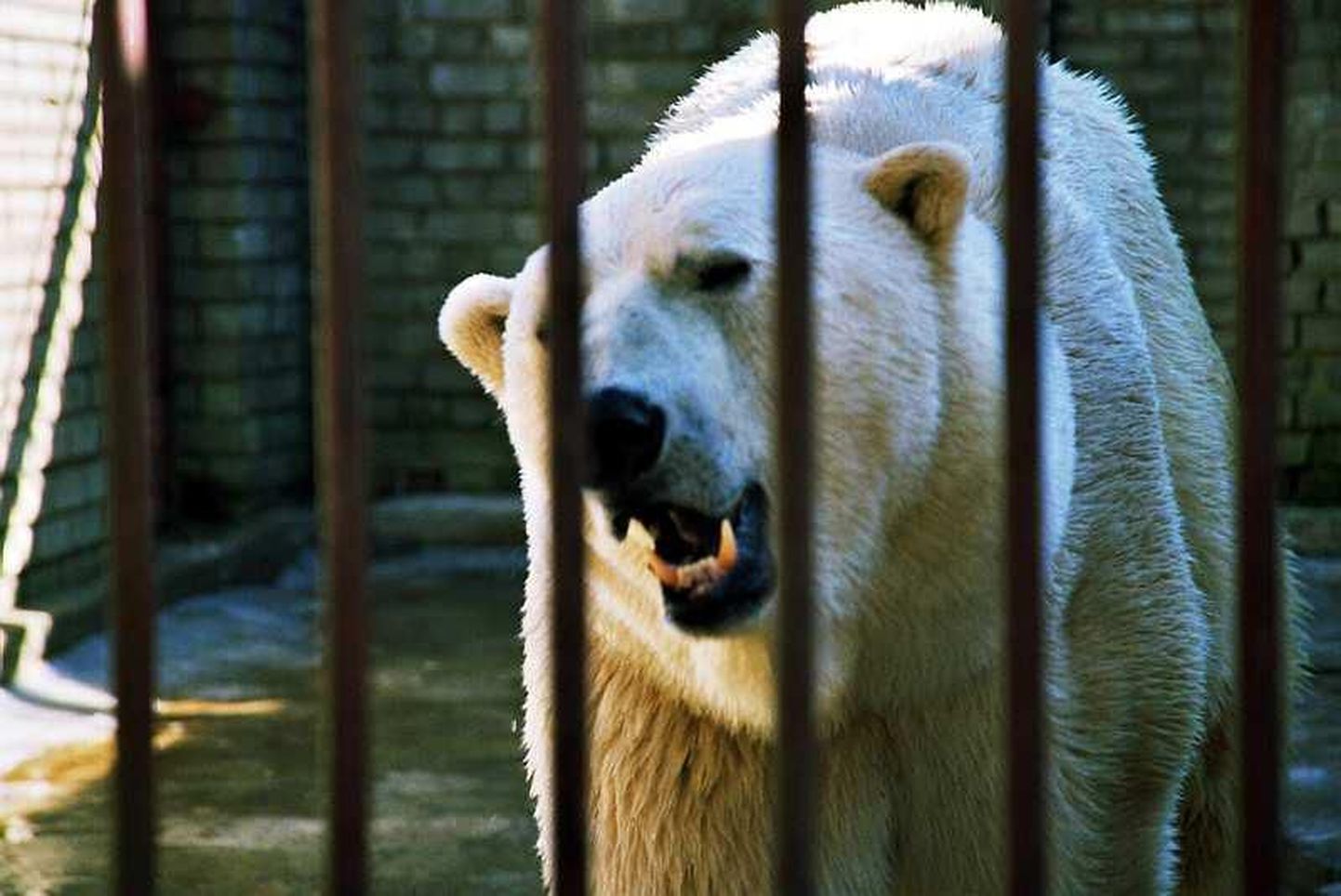 Tallinna loomaaias kurva lõpu leidnud jääkaru Franz.