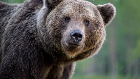 KOHUTAV ⟩ Üksi matkanud mees langes karu rünnaku ohvriks
