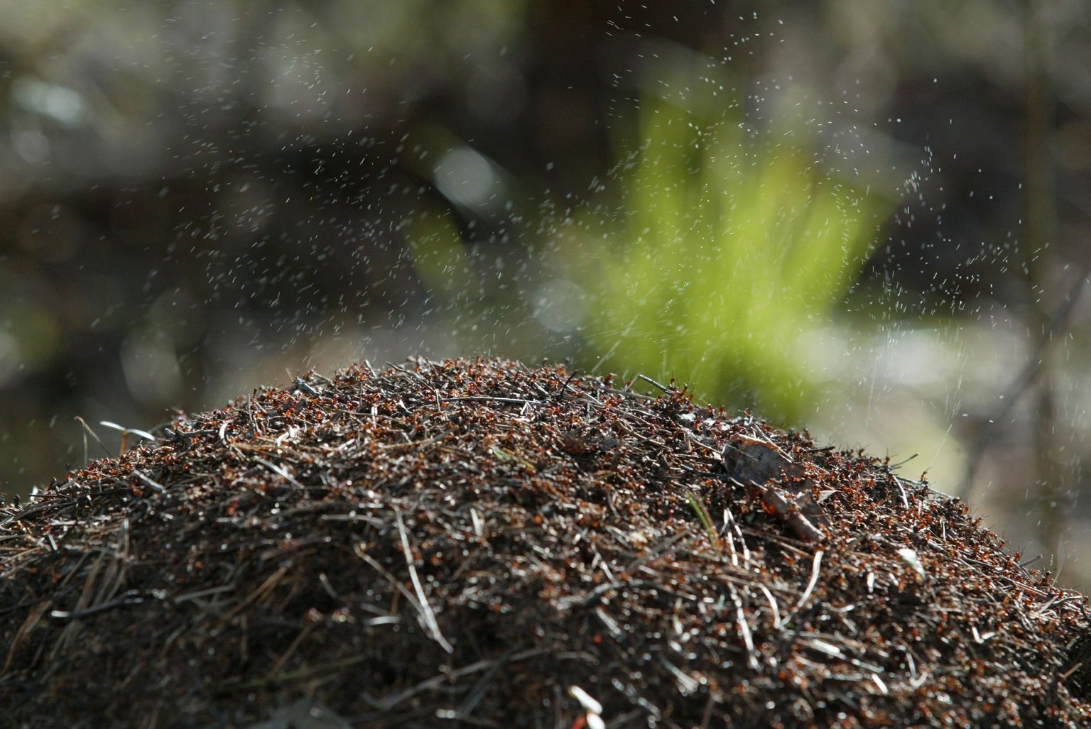 Kui väike sipelgapesa on alles tekkinud, on seda imelihtne mujale 
teisaldada, kui aga pesal on lastud suureks minna, on seda hoopis raskem 
kaotada, tihti polegi see oma jõududega 
enam võimalik.