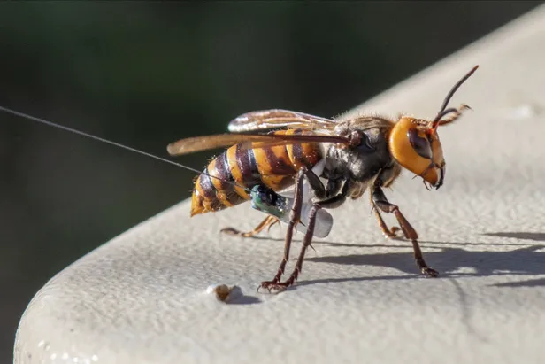 PILDID JA VIDEO USA entomoloogidel õnnestus hävitada «mõrvarvapsikute» pesa