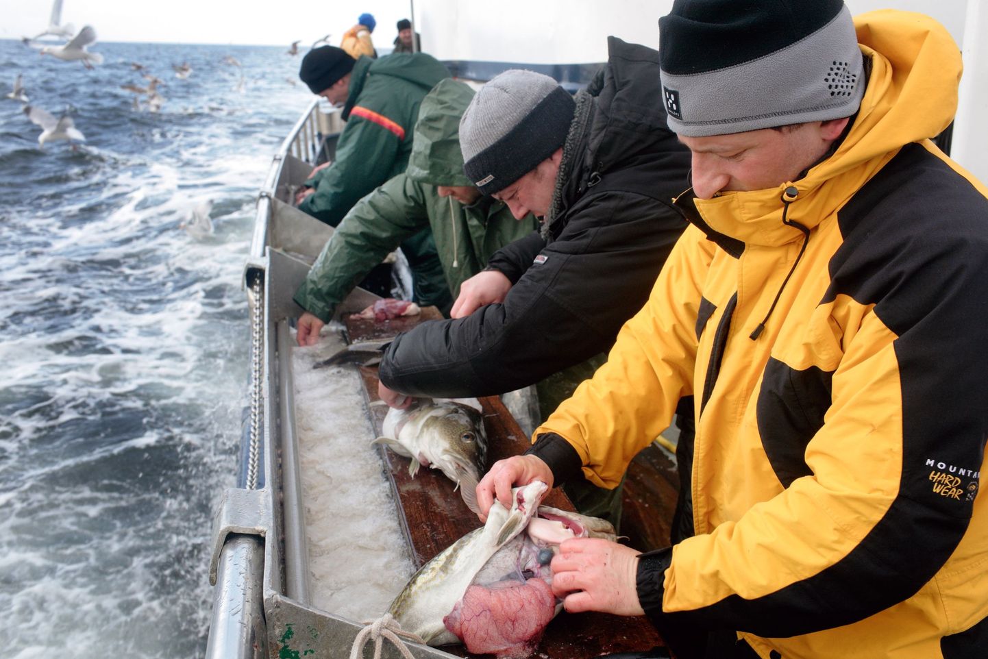 Norra kalatööstuses on levinud Ida-Euroopast pärit renditööliste kasutamine.