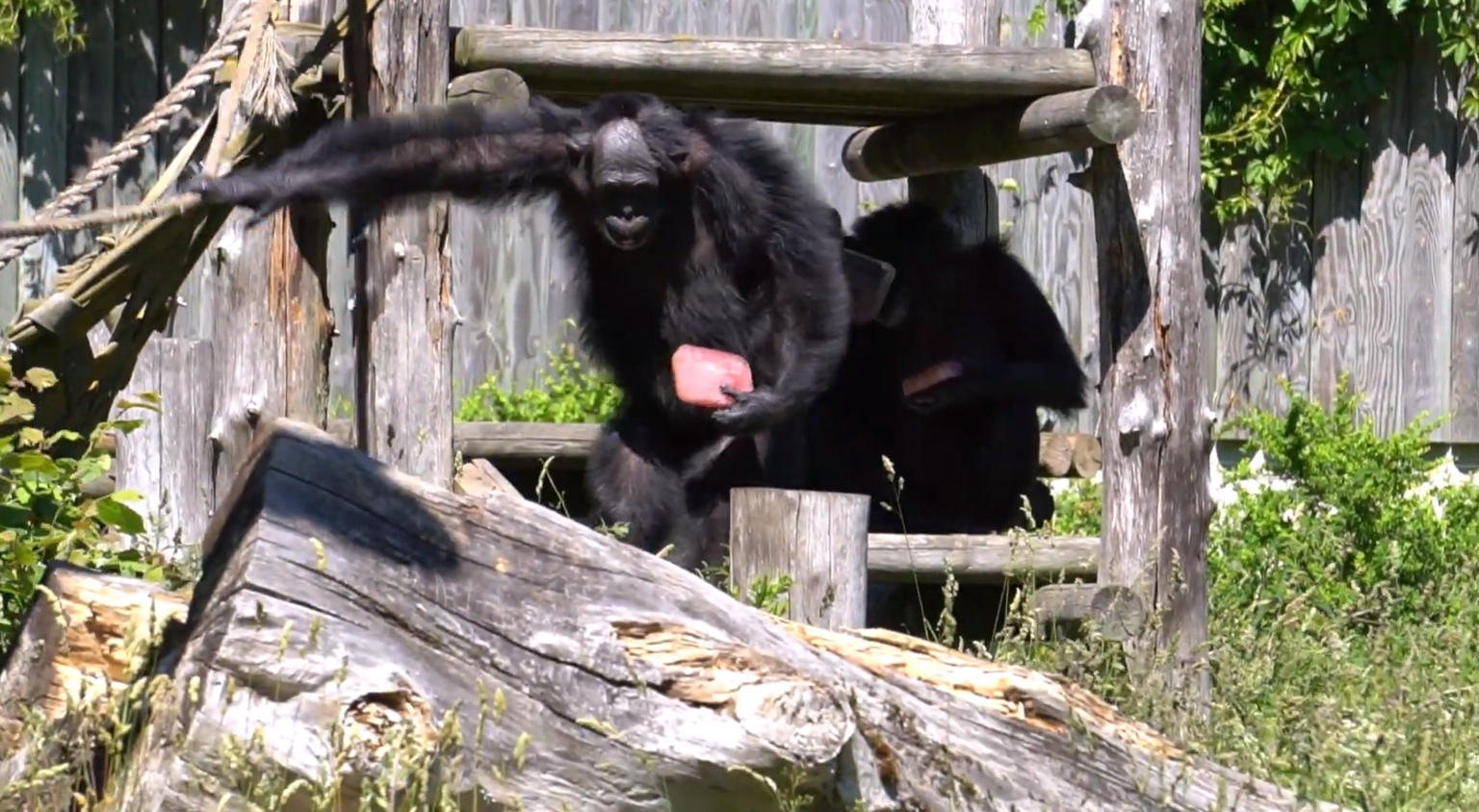 Šimpans Pino tähistas sünipäeva.