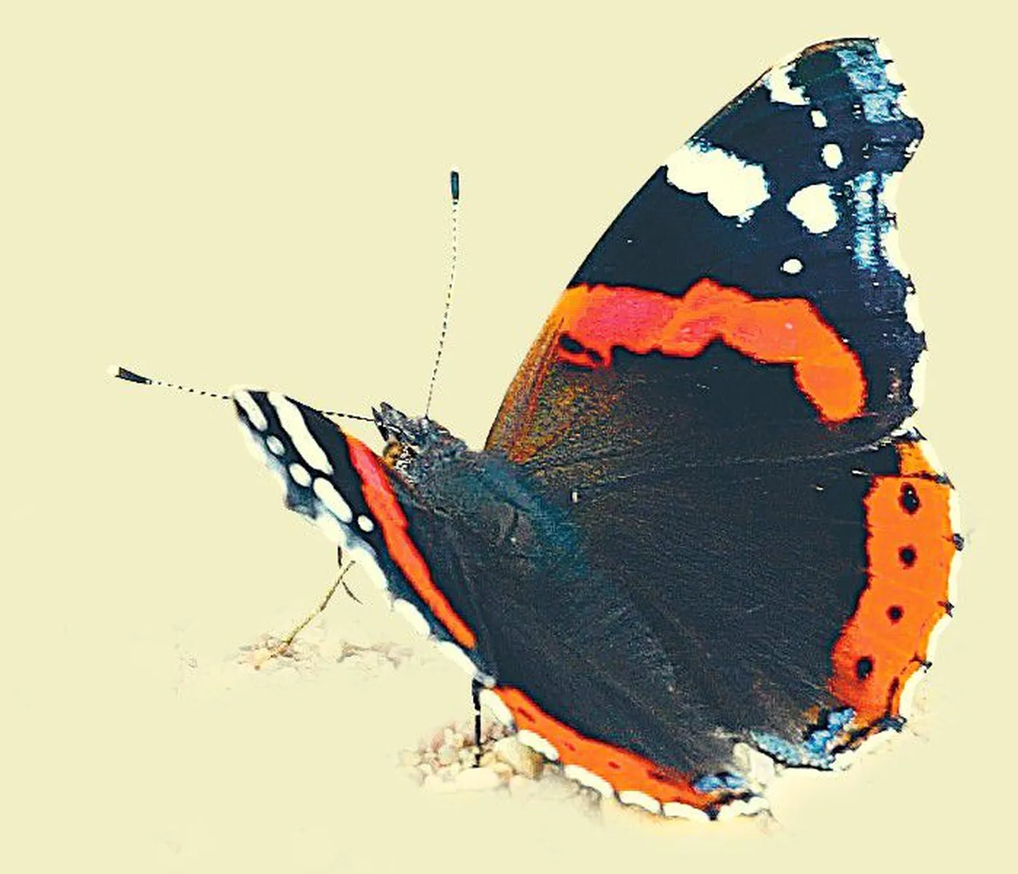 Artikli foto