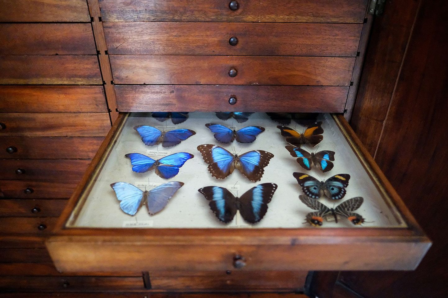 eBayst ostetakse ohustatud liblikaliike kõrge hinna eest