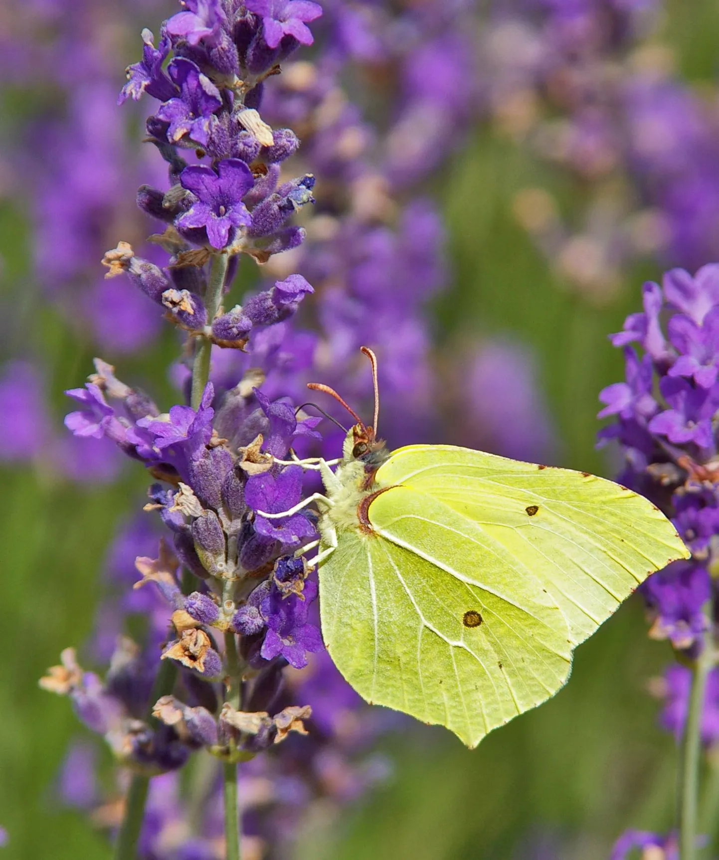 Lavendel.