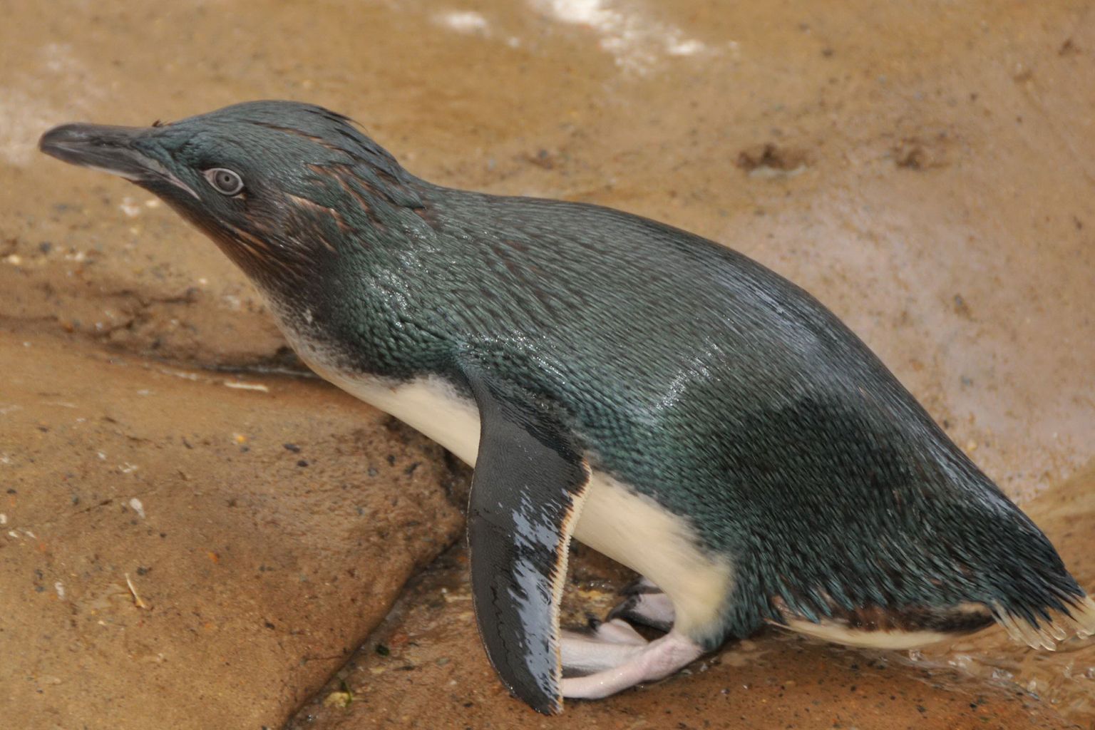 Kääbuspingviin Dirk, kelle kaks purjus britti Queenslandis varastasid.