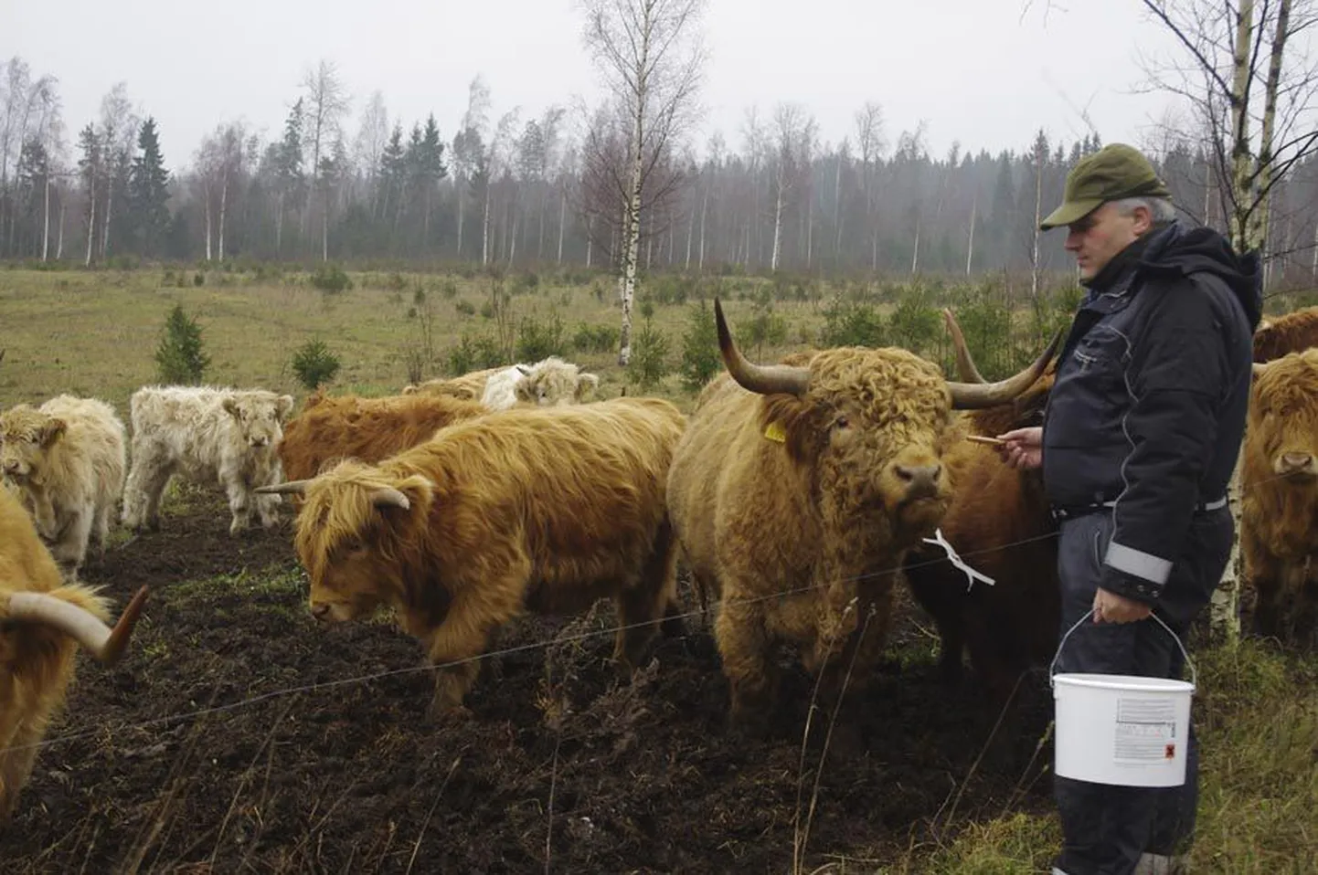 Kopra talu peremehe Rudo Puksi sõnul tuleb kõigepealt pakkuda leiba juhtpull Cippole ja alles siis lubab too ülejäänud karjal söögipoolist vastu võtta.