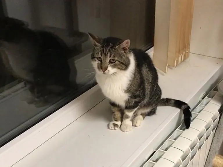 Georgi ilme on küll sünnipäraselt kurvameelne, sellele vaatamata on ta inimsõbralik ja paimaias kiisu.