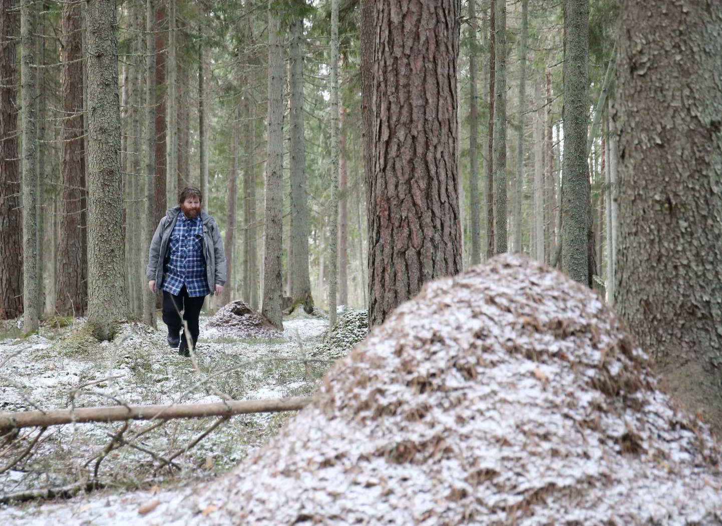 Võru Instituudi direktor Rainer Kuuba näitab, et laanekuklased on Akste kaitsealal täiesti olemas.