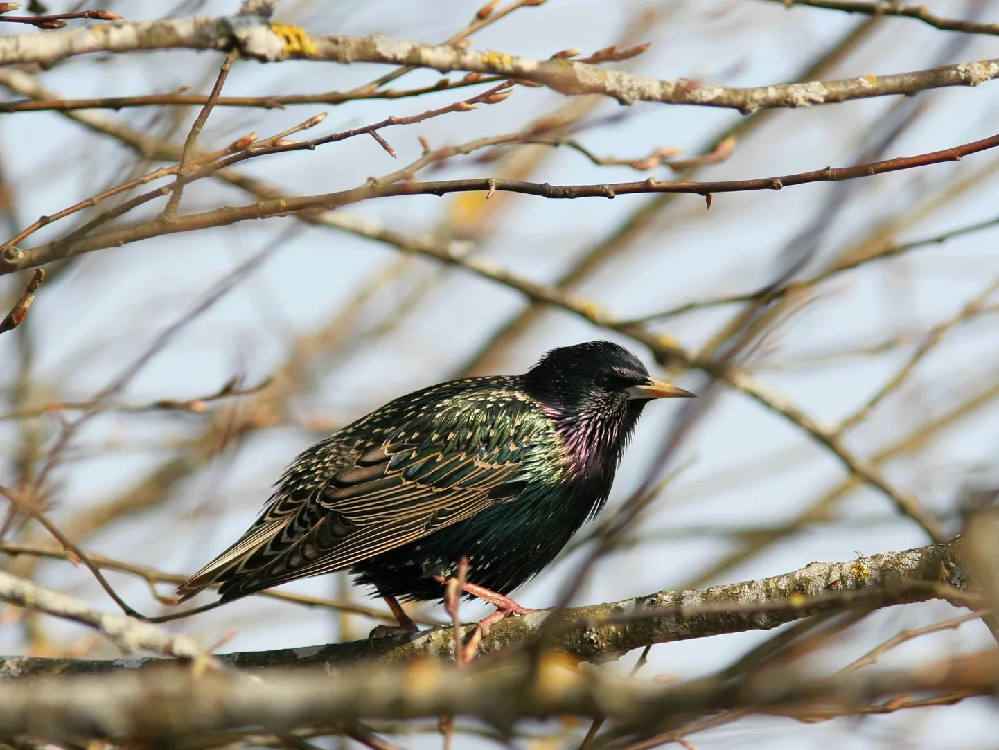 Kuldnokk kevadet kuulutamas