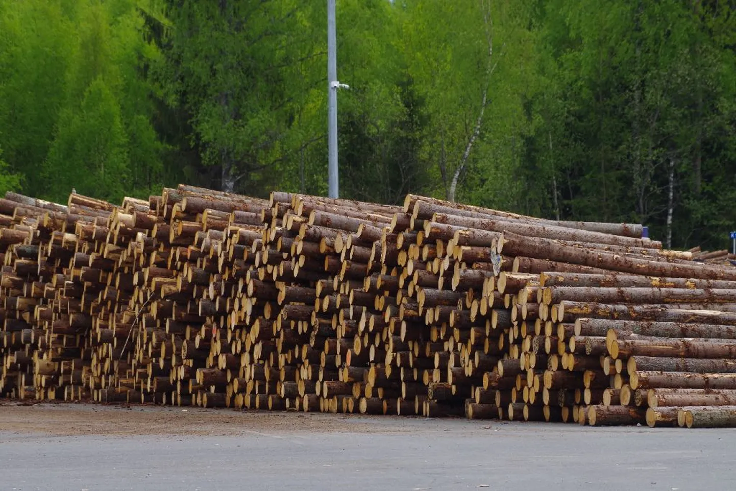 Keskkonnaühendused soovivad piirata metsade majandamist.