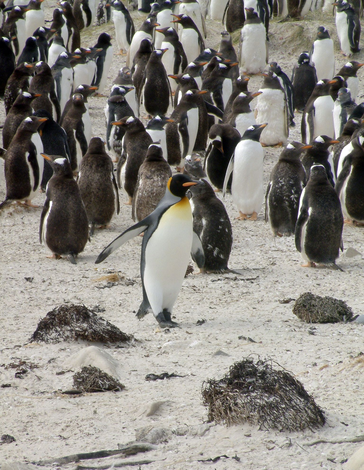 Kuningpingviinid (Aptenodytes patagonicus)