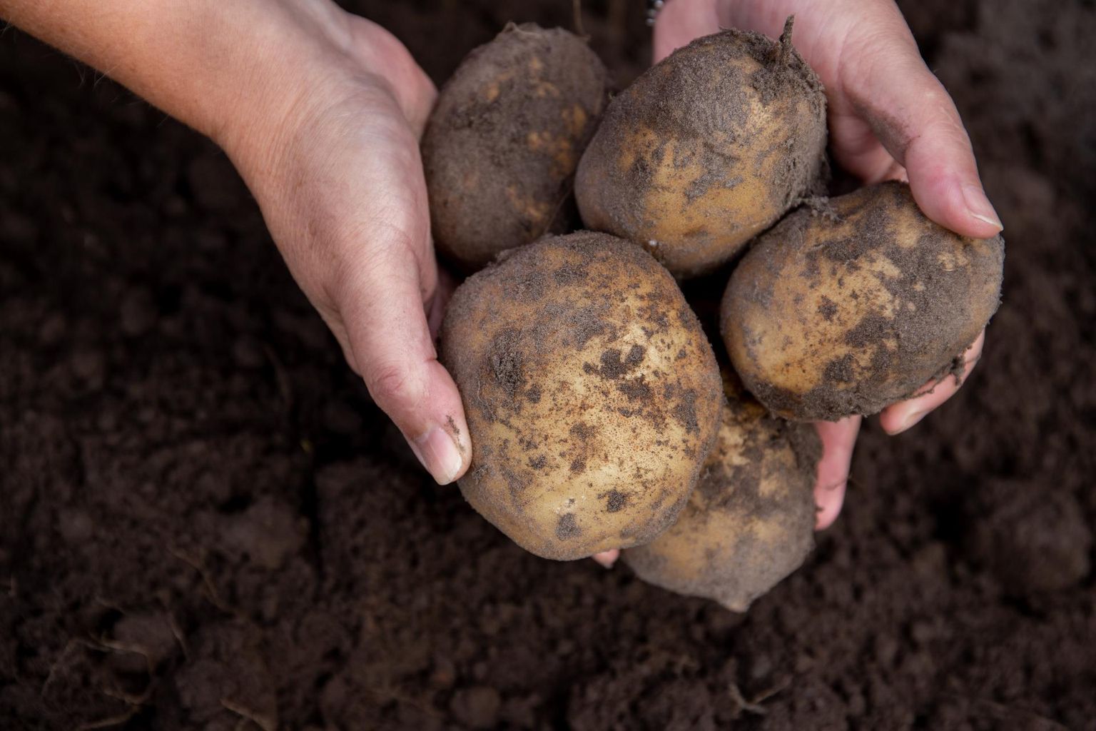 Kodumaise kartuli kasvupind ja saak on aastatega pidevalt vähenenud ja import samal ajal suurenenud.