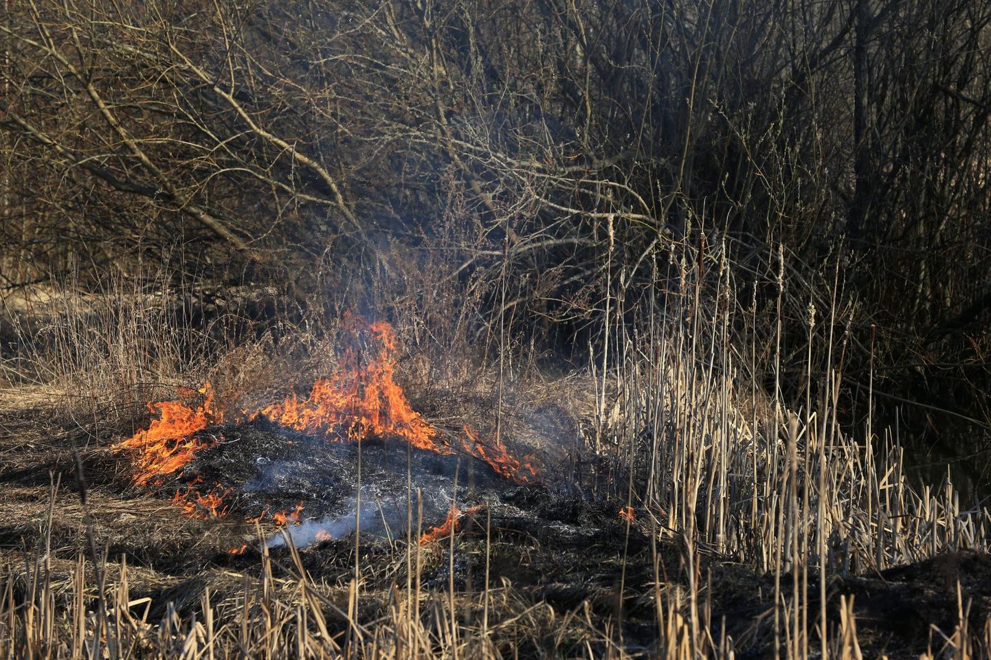 Tori vallas Vainu külas süttis prügi põletades heinamaal kulu, mille lõkketegija koos naabriga kustutas. Arhiivifoto.