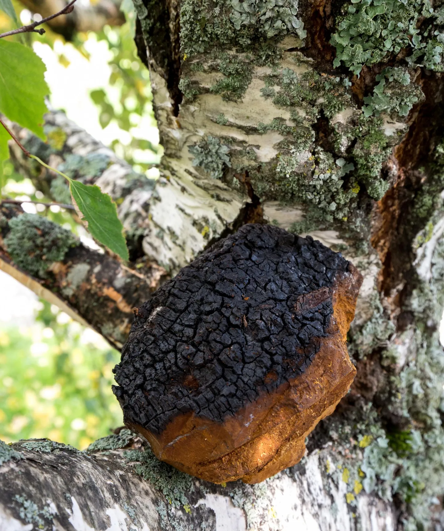 Nime üle vaieldakse alati, aga kes korra kasekäsna näinud, see teistega segi ei aja. FOTO: Urmas Luik/pärnu Postimees