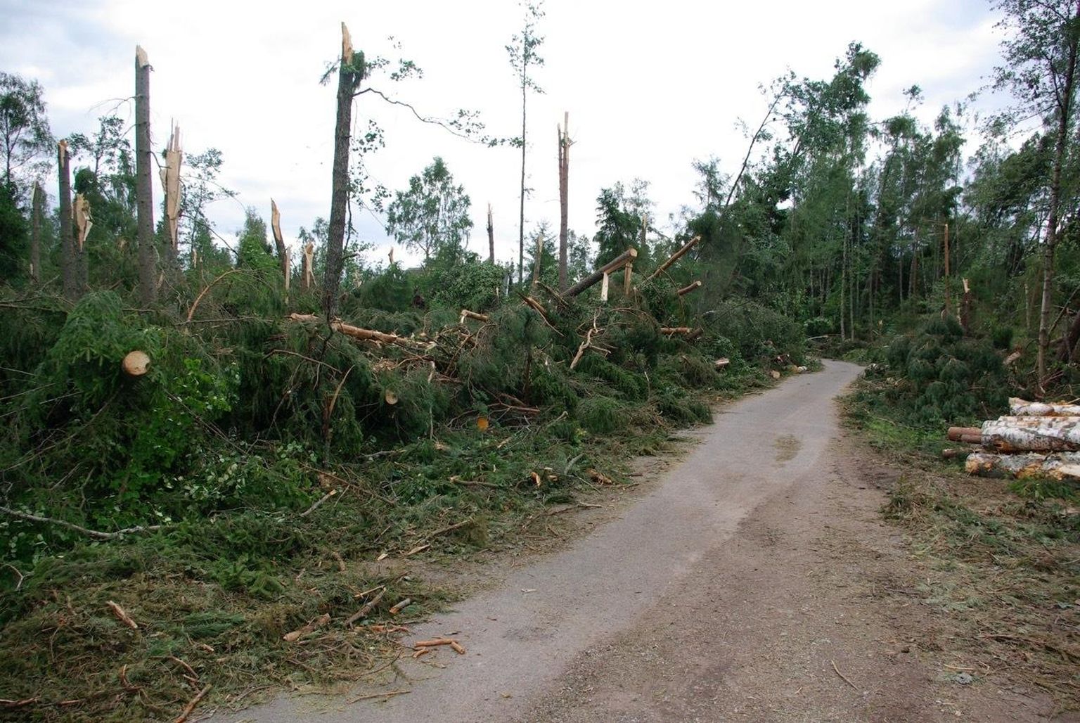 Torm murdis Eismal nii palju puid, et teed polnud näha. Selle risudest puhastamine võttis kaua aega.