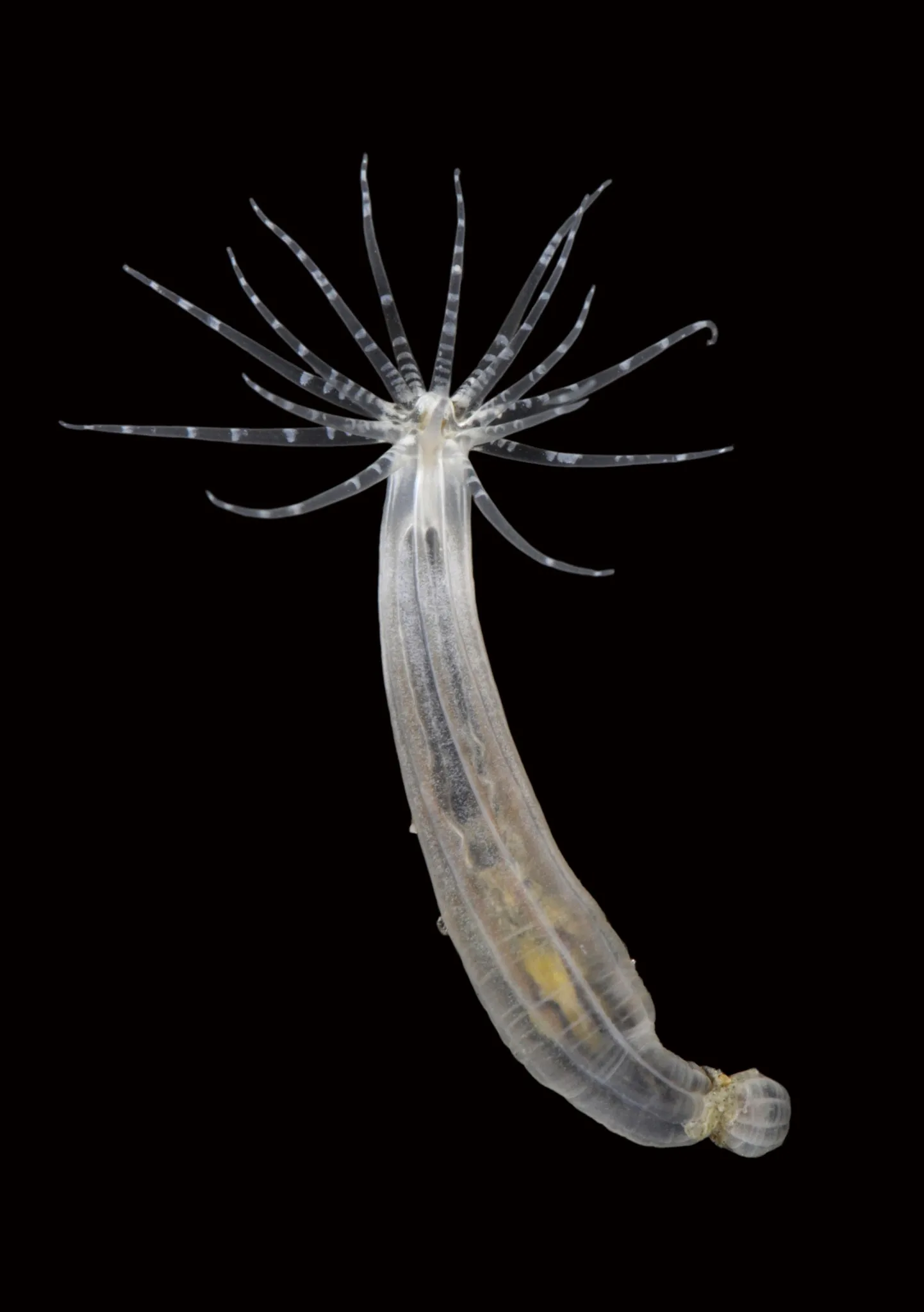 Nematostella vectensis