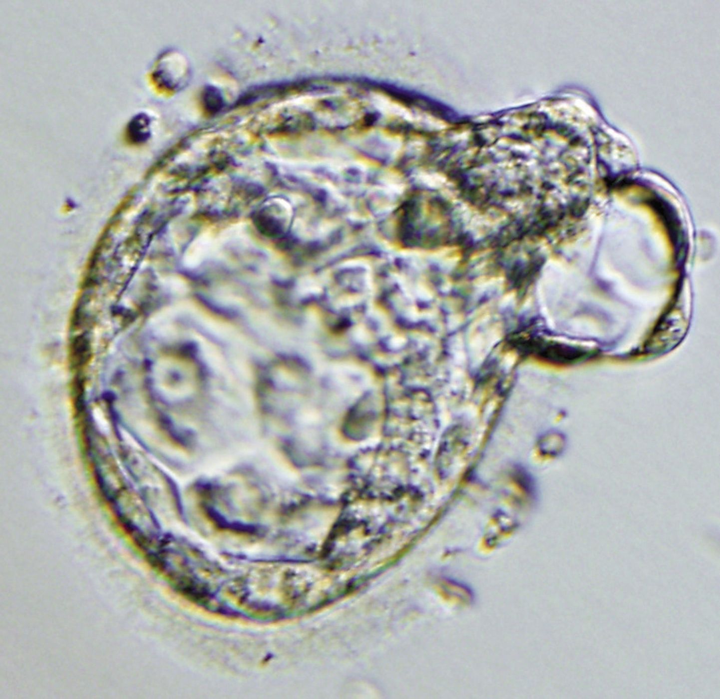 Клонированный эмбрион.