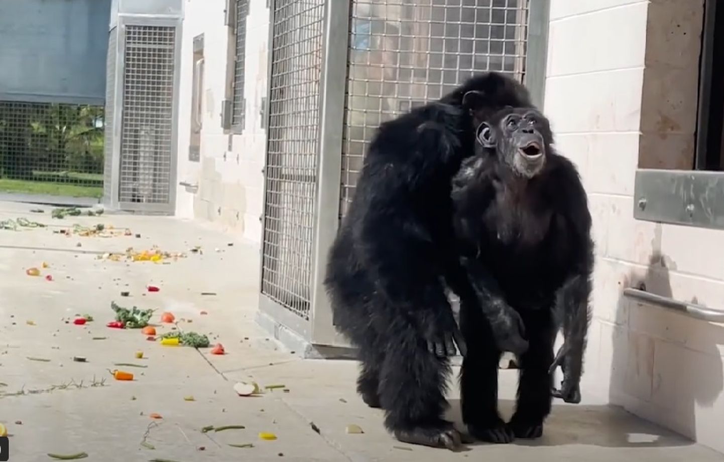 29 aastat puuris veetnud šimpans Vanilla