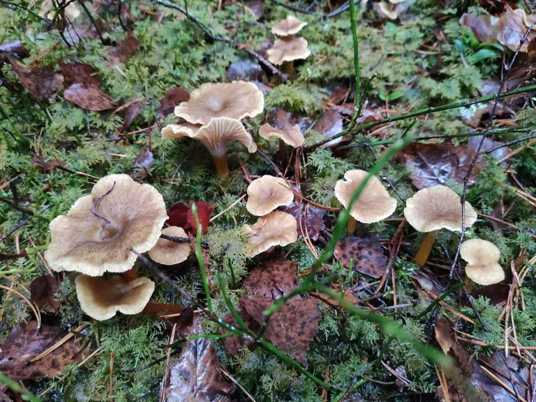 Lehter-kukeseened 30. novembril metsa alla kasvamas.