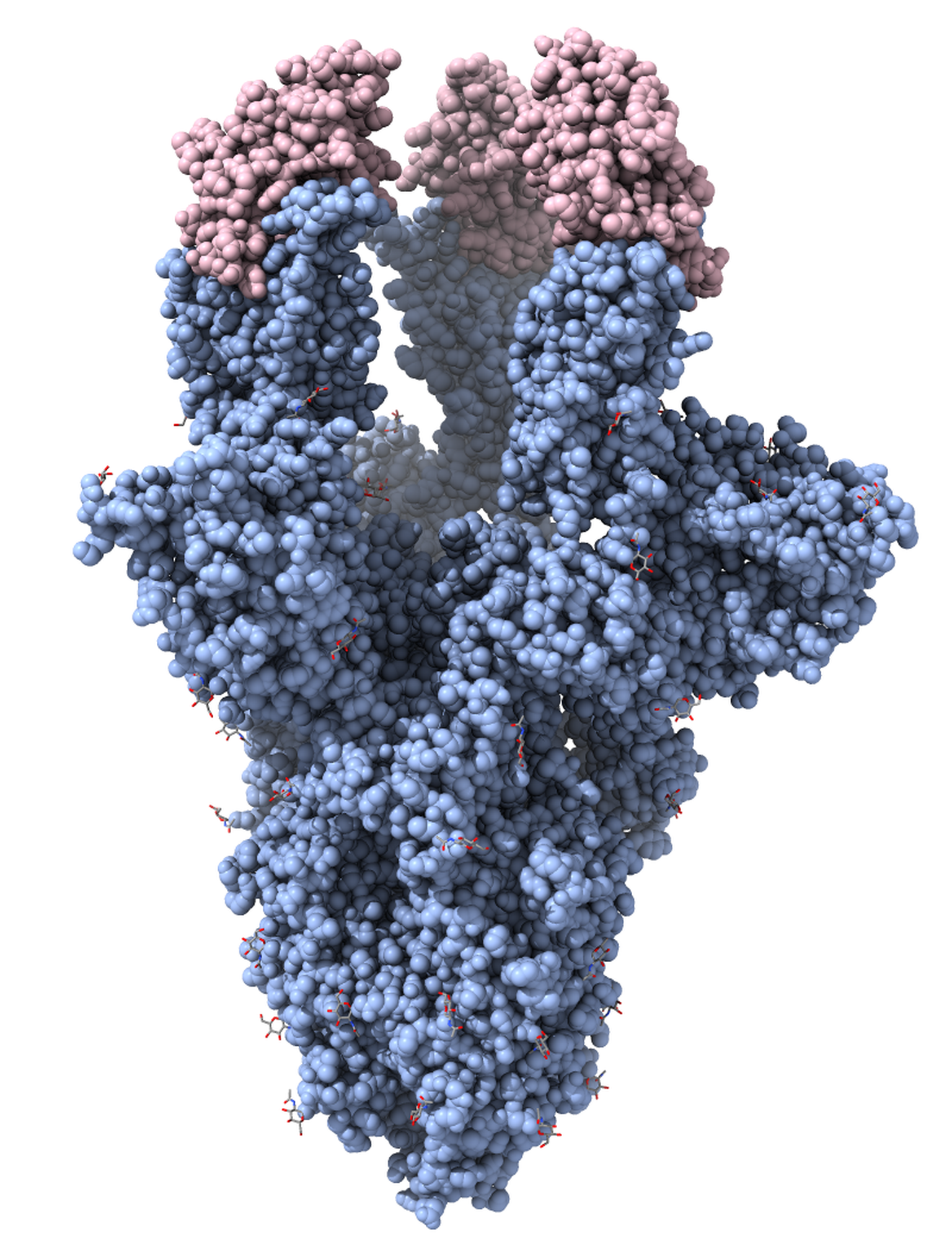 Krüo-elektronmikroskoopia teel saadud ruumiline kujutis koroonaviiruse ogavalgust (sinine) koos sellega seostunud nanokehadega (roosa). Nanokehad blokeerivad ogavalgul inimese rakkudega seostumiseks olulise piirkonna ja neutraliseerivad seega viirusosakese