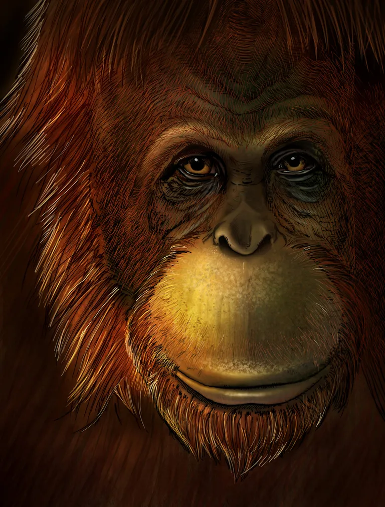 Joonistus, millel on kujutatud väljasurnud Gigantopithecus't.