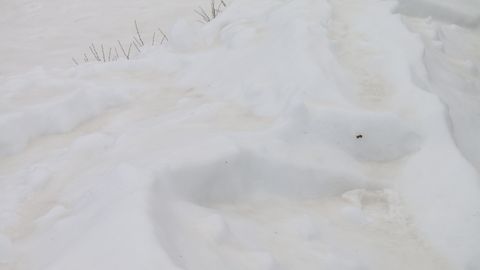 Фото: в Эстонии выпал желтый снег
