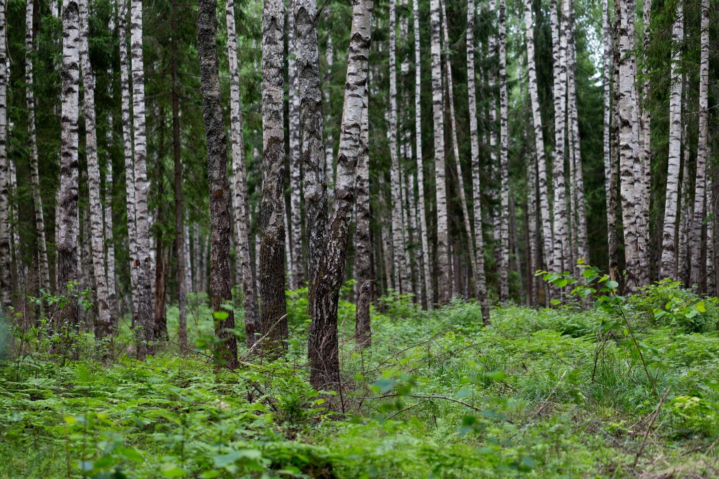 Selgitatakse välja Eesti parim metsamajandaja.