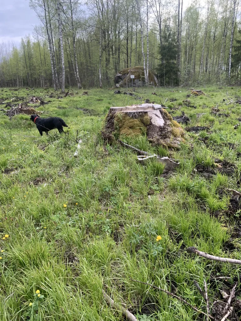 Kullerkuppude kurbus Kalevipoja vestitasku kivi juures.