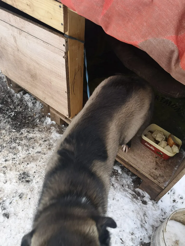 Omaniku sõnul oli koer võetud maja valvama.