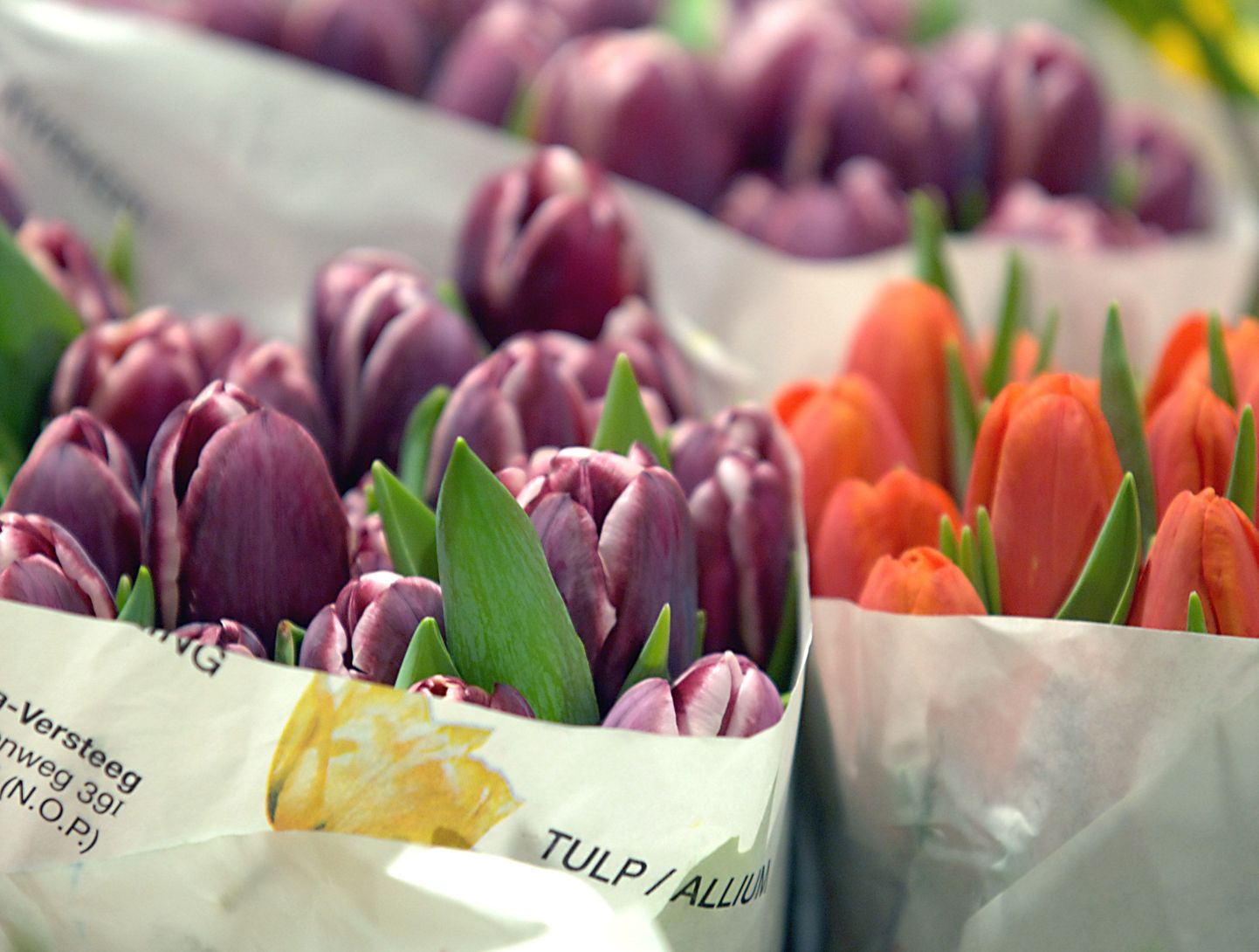 Hollandi lilleeksport on märgatavalt vähenenud