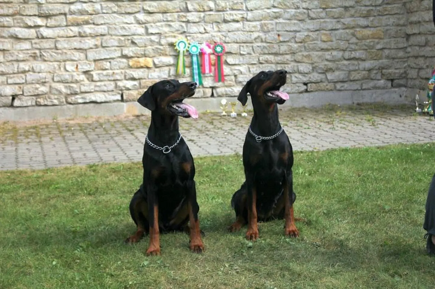 Dobermanne on peetud kurjadeks koerteks. Kas see ka tegelikult nii on?