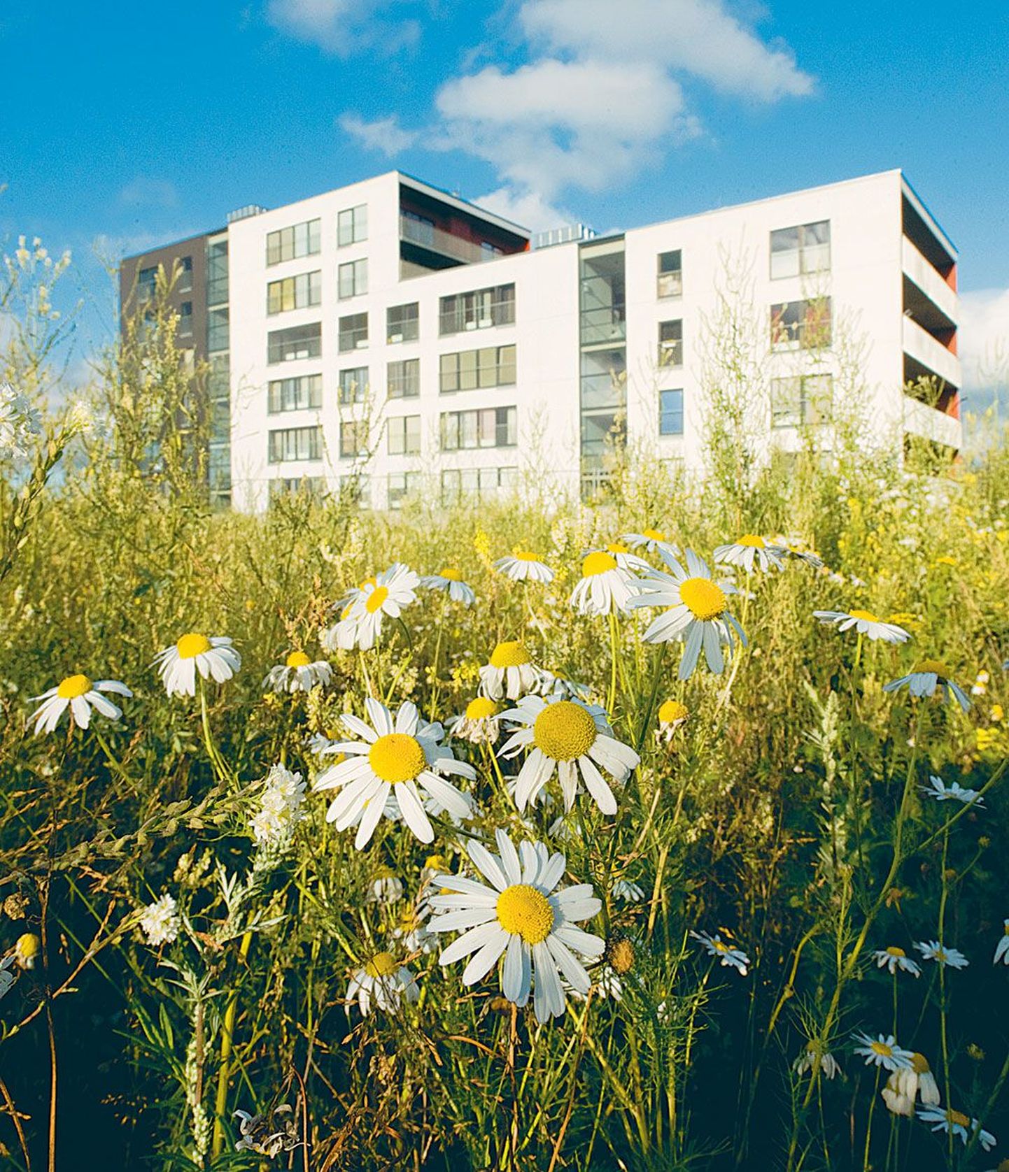 YIT Eesti loodab sügisel jätkata Mustamäel Mäepealse elamurajooni rajamist, kuhu peaks kokku kerkima 15 korrusmaja ligi 600 korteriga. Mõned majad on juba valmis.