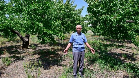 Armenia's Geopolitical Shift Leaves Apricot Farmers Without Markets