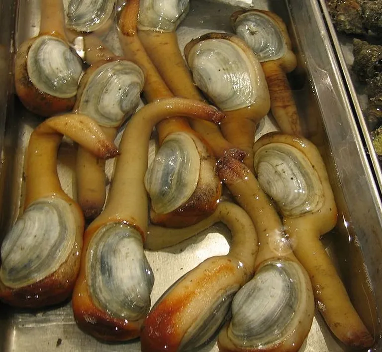 Panopea generosa merekarbid