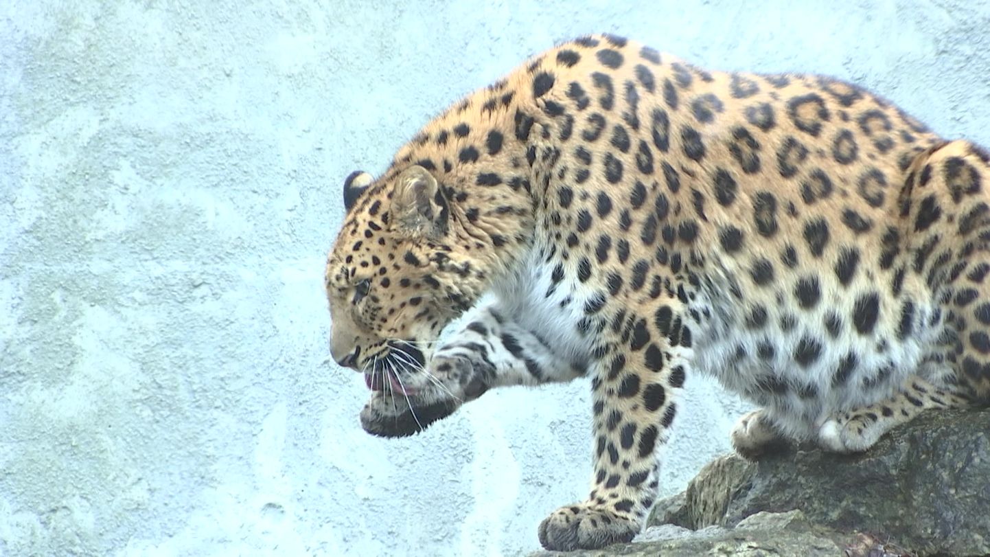 Reporter: Tallinna Loomaaed näitab jaanuari lõpuni amuuri leopardide toitmist koos kommentaariga