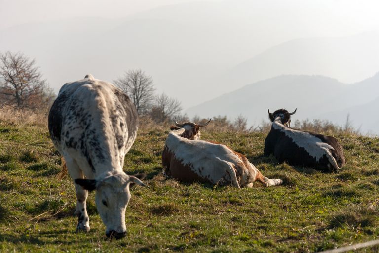 Alsace'i lehmad