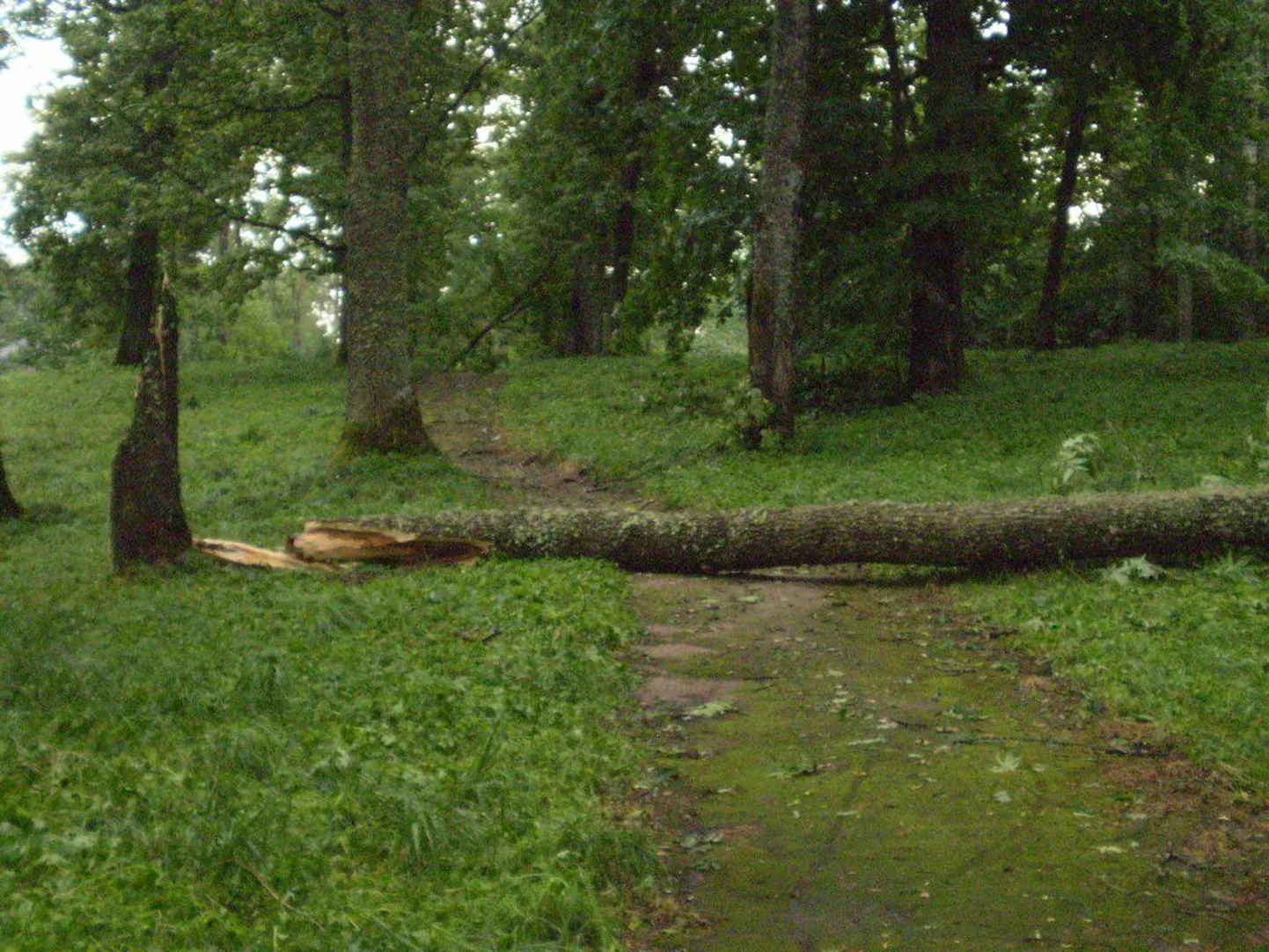 Murdunud saarepuu. Foto on illustreeriv.