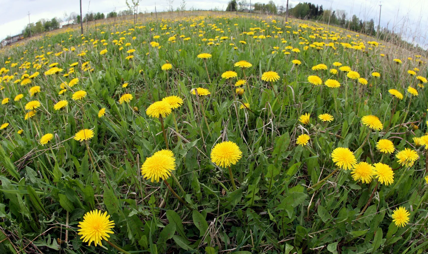 Kasutage hetke, sest nädala päraste seda ilu ilmselt enam ei näe.