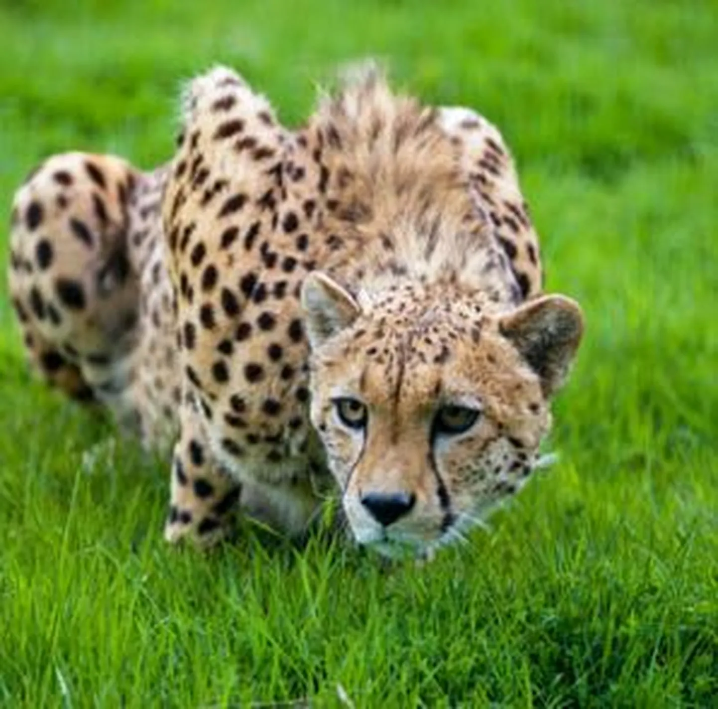 Gepard