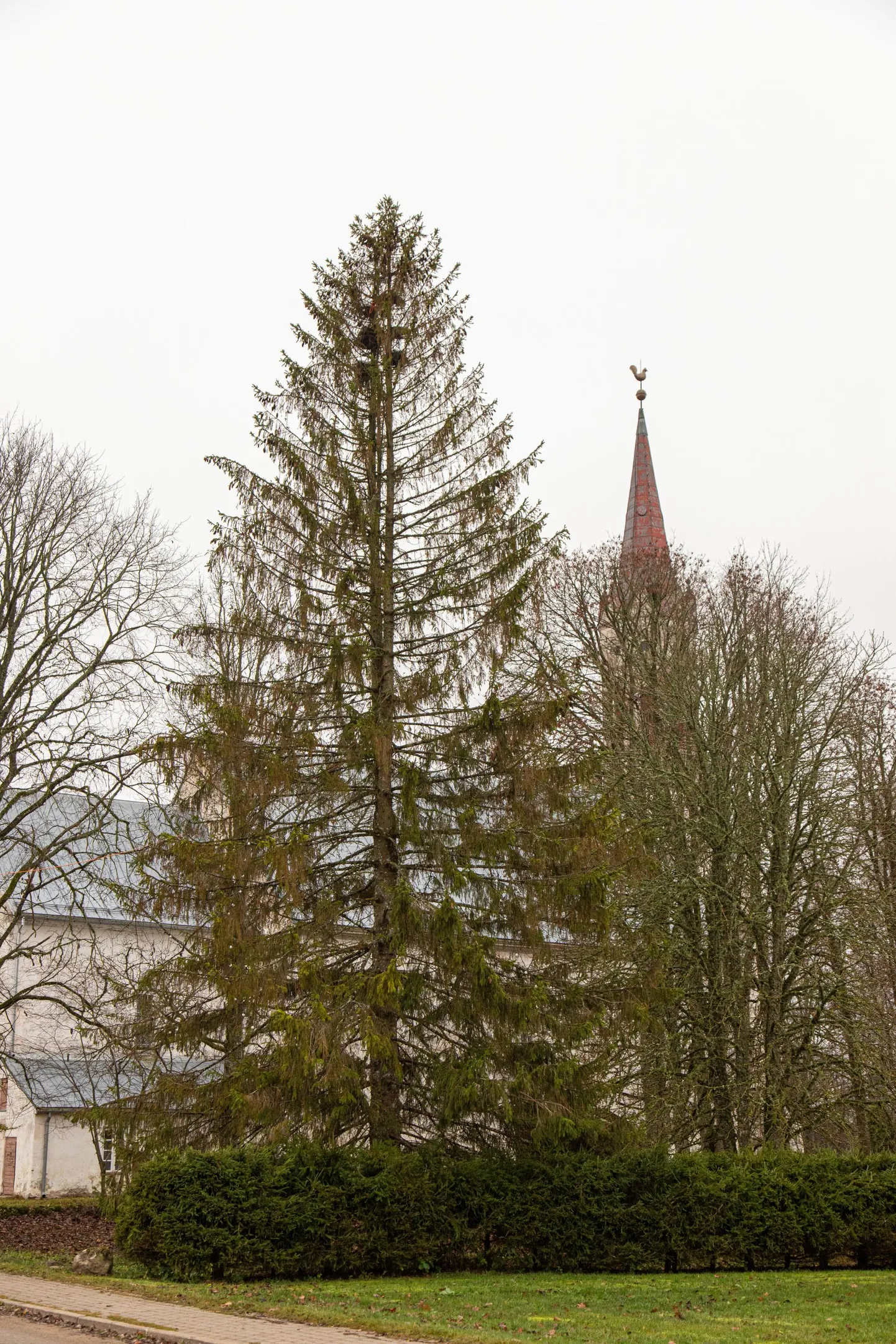Viljandi valla tänavuseks jõulupuuks saab loosi tahtel Paistu kuusk.