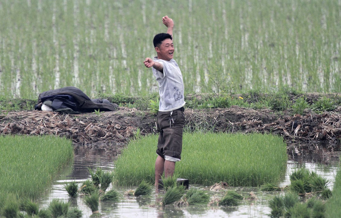 Põhjakorealane töötamas riisipõllul