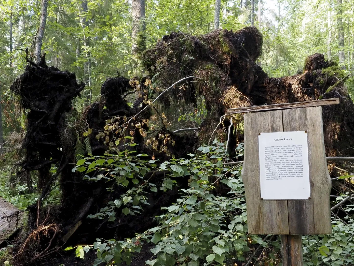 Kõdusoomets on soomets, kus turvas on kuivendamise tulemusena lagunema hakanud. Kuused kukuvad selises metsas sageli ümber koos juurega. Seda tüüpi metsa leidub isegi Järvselja «ürgmetsakvartalis» ja selle naabruses.