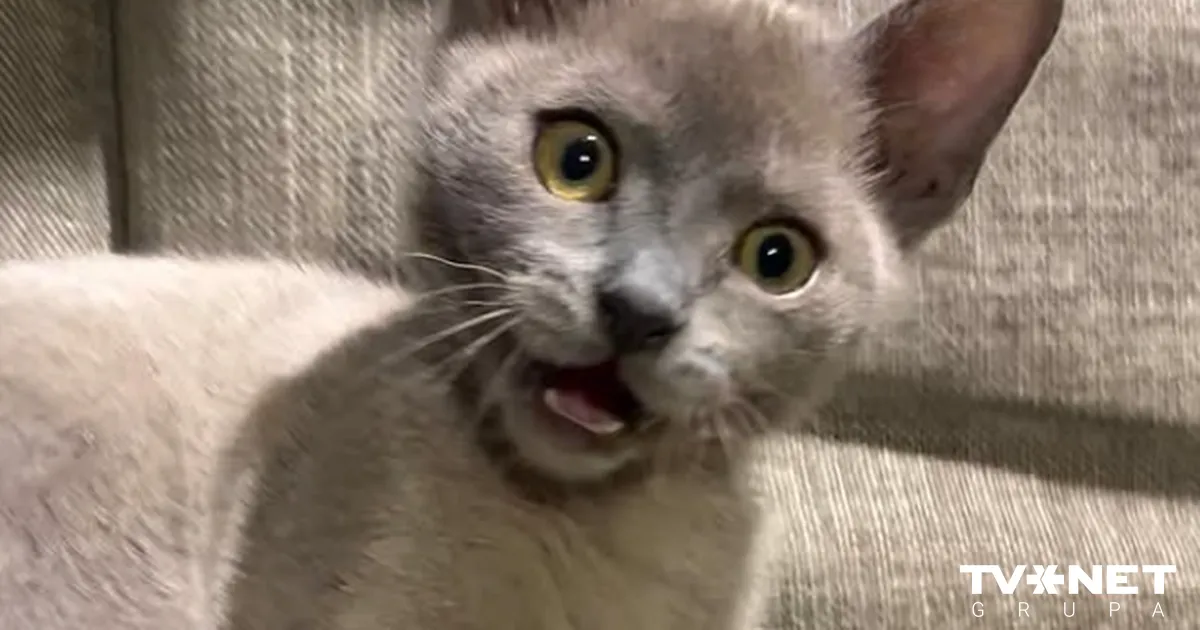 Ginta Zālba’s Son Enjoys “The Stream” Animation